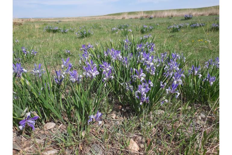 Iris lactea&nbsp;15541