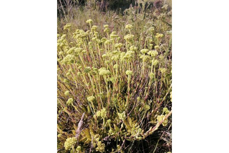 Crassula latibracteata -15549