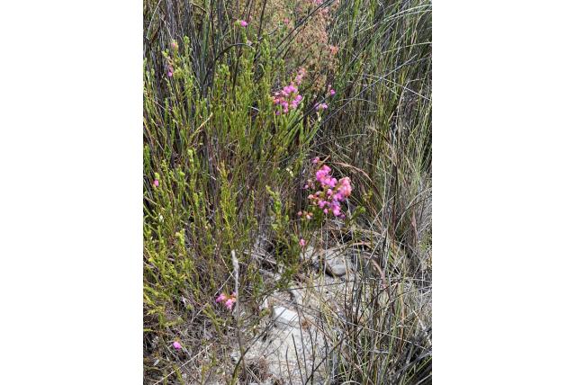 Schuine heide