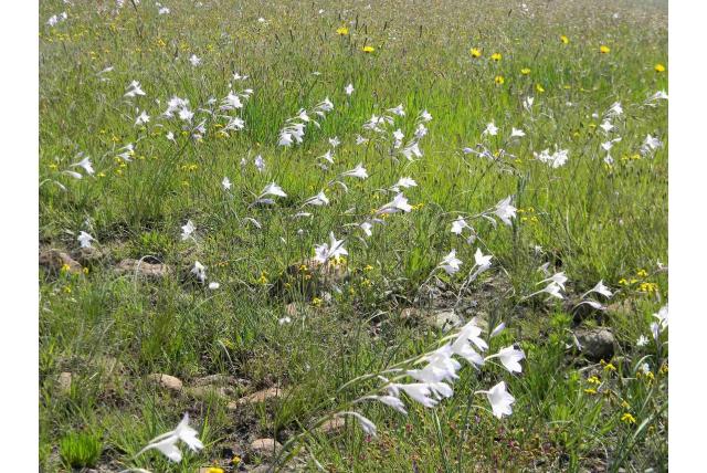 Robertson's Gladiolus