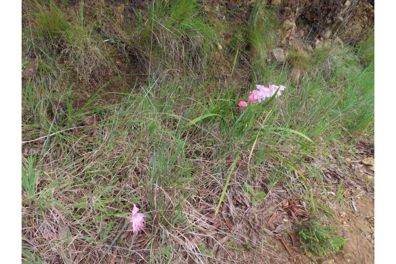 Gladiolus virgatus 15560