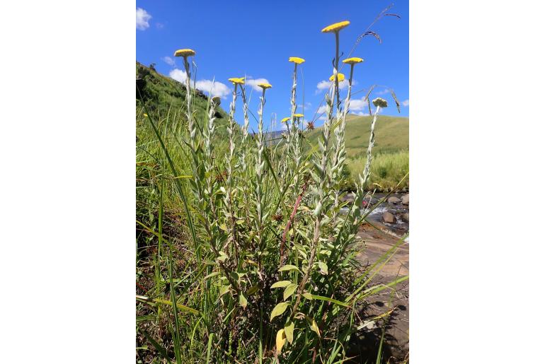Helichrysum umbraculigerum 15564