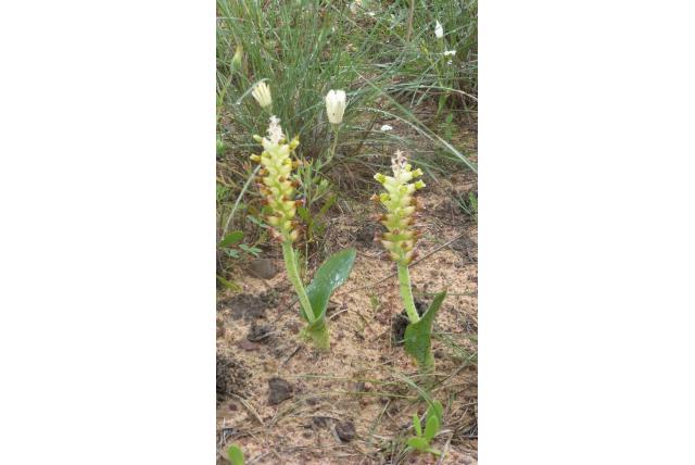 Gerande lachenalia Gerande lachenalia