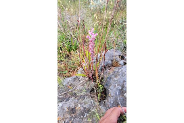 Salter's lachenalia
