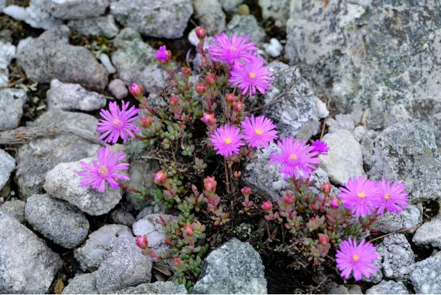 Korte meeldraden lampranthus
