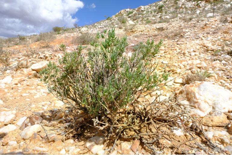 Pteronia rangei 15578