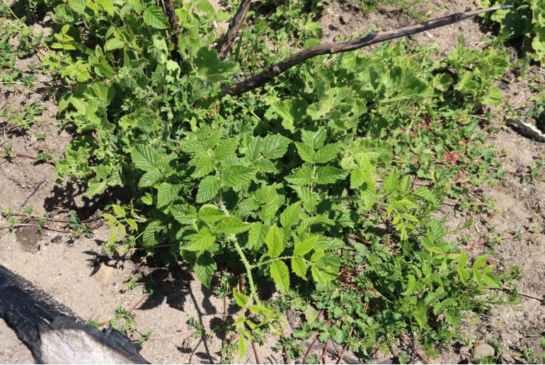 Rubus pinnatus -15579