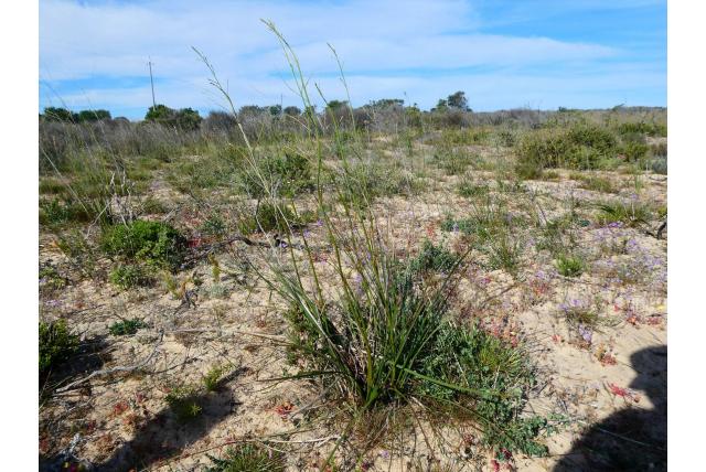 Tafelberg trachyandra