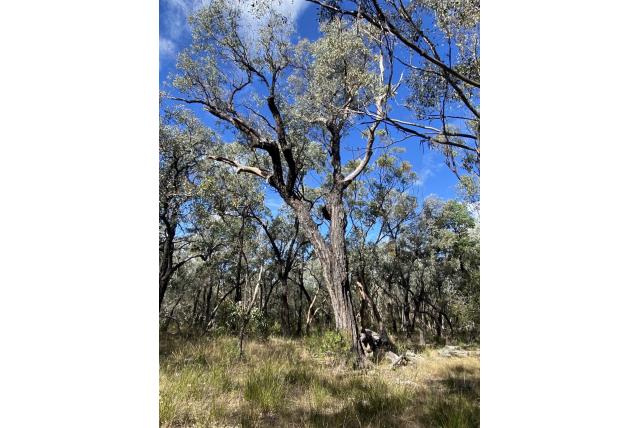 Hangende Eucalyptus Hangende Eucalyptus