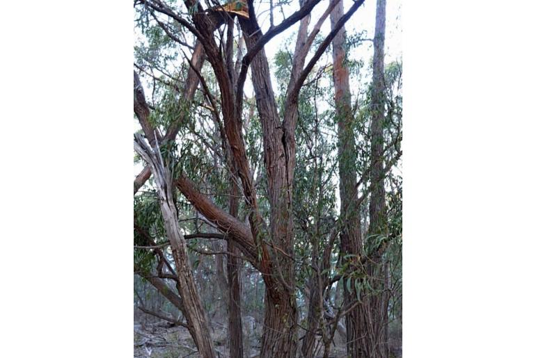 Eucalyptus eugenioides 15593