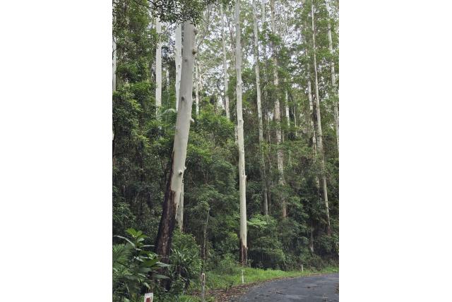 Overstroomd Eucalyptus Overstroomd Eucalyptus