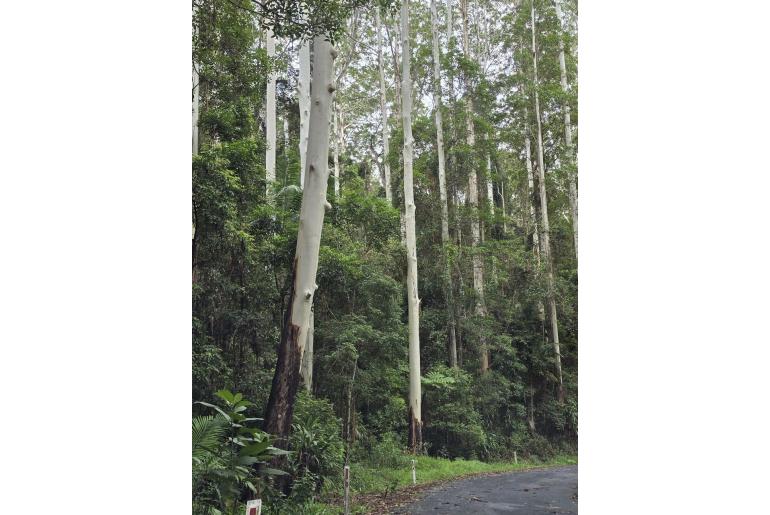 Eucalyptus grandis 15594