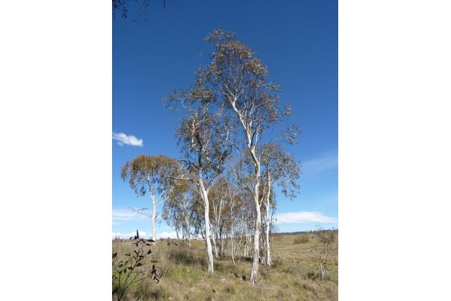 Huilende Eucalyptus Huilende Eucalyptus