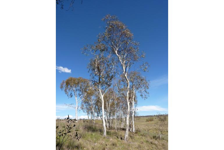 Eucalyptus lacrimans 15595