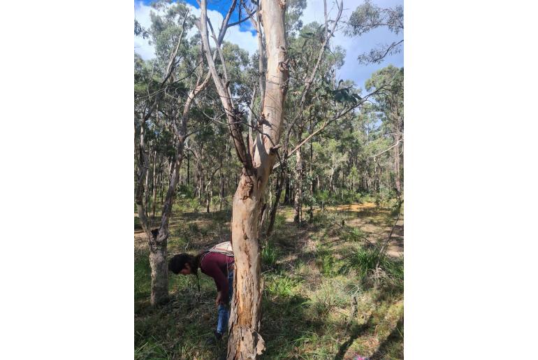 Eucalyptus parramattensis 15597