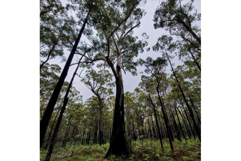 Eucalyptus pilularis 15598