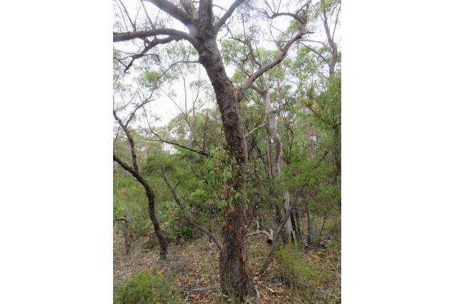 Geschubde Eucalyptus Geschubde Eucalyptus