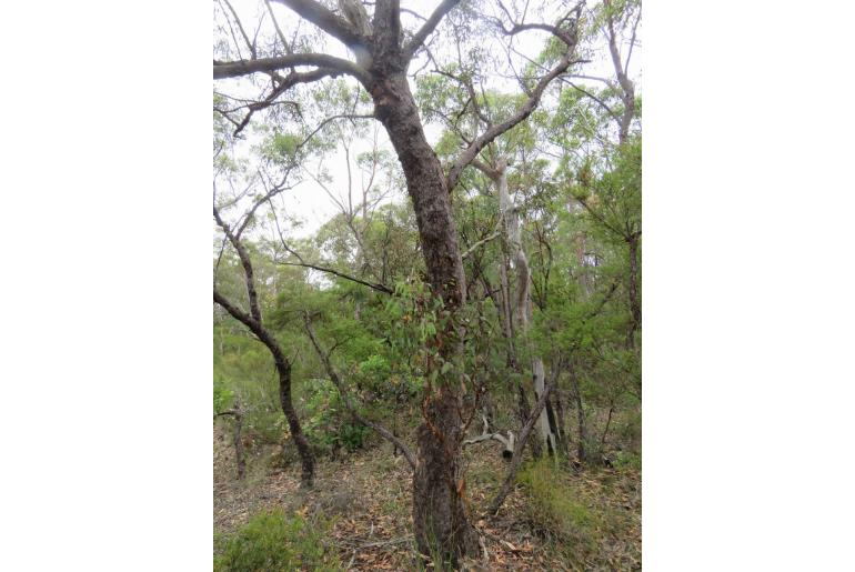 Eucalyptus squamosa 15602