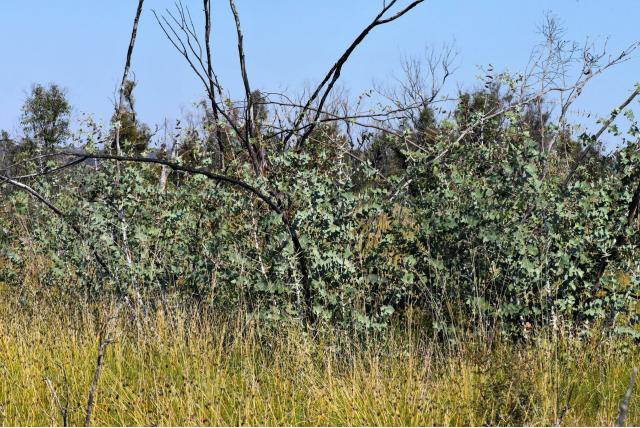 Ettrema Eucalyptus Ettrema Eucalyptus