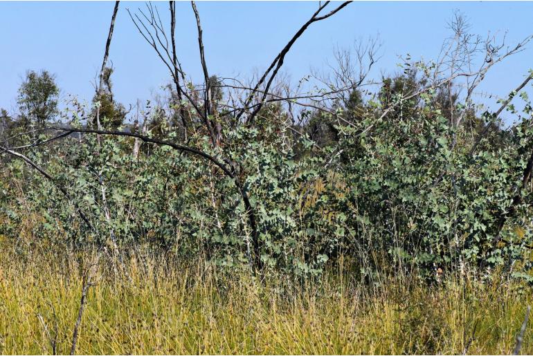 Eucalyptus sturgissiana 15603