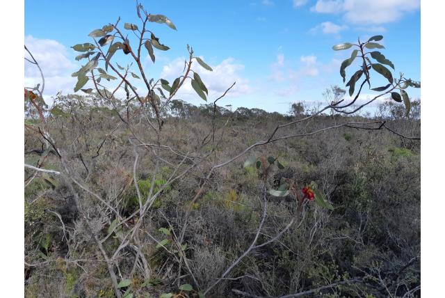 Vier-vleugelige-vruchten Eucalyptus Vier-vleugelige-vruchten Eucalyptus