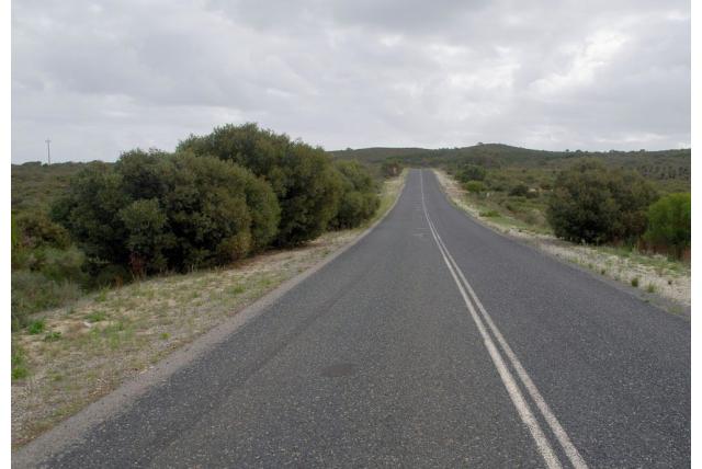 Boomsingel Eucalyptus Boomsingel Eucalyptus