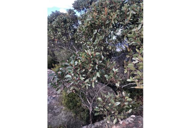 Mount Abrupt Eucalyptus Mount Abrupt Eucalyptus