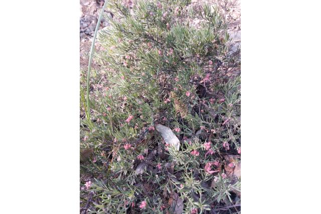 Stomp-bloem Grevillea