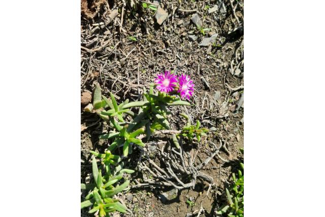 Gedeeltelijk knotsvormig ijsbloem