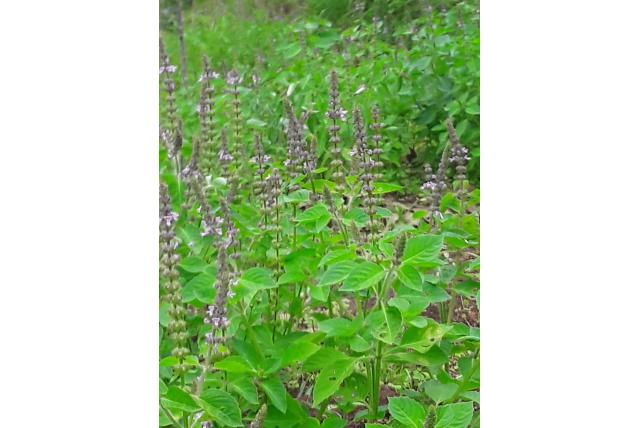 Slankbloemig Ocimum