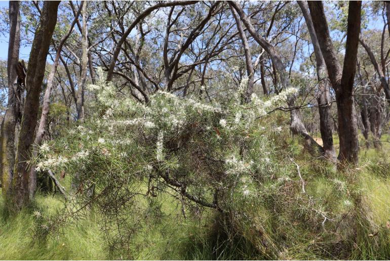 Hakea teretifolia ssp hirsuta 15639