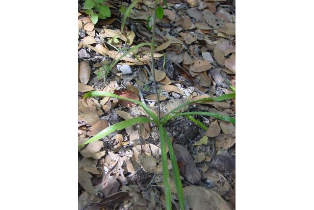 Weide agave Weide agave