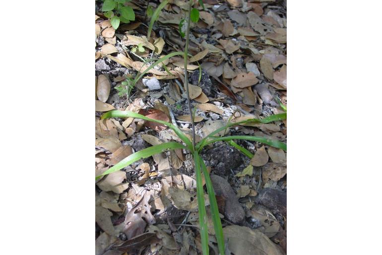 Manfreda rubescens&nbsp;15642