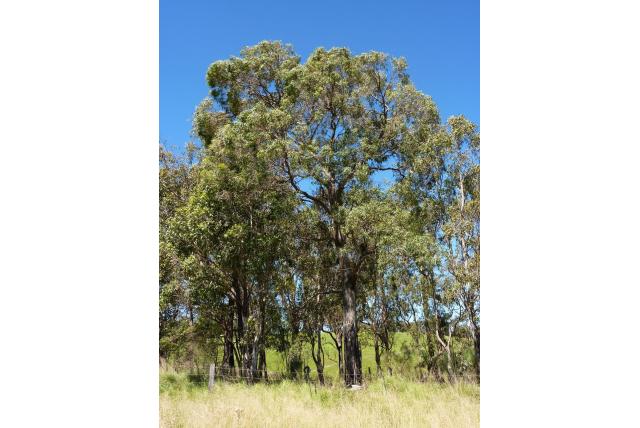 Nichol's Eucalyptus Nichol's Eucalyptus