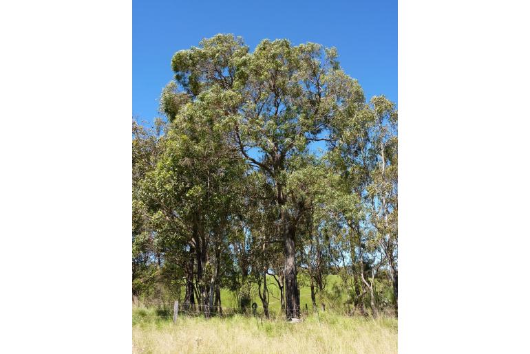 Eucalyptus nicholii 15644