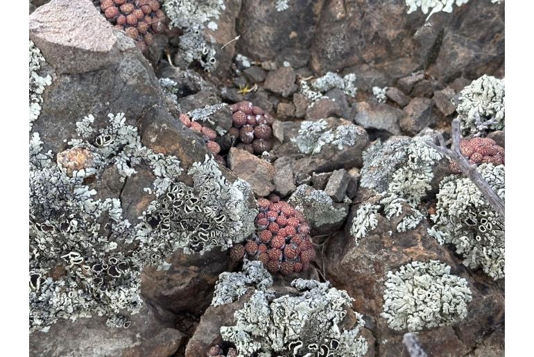 Conophytum minimum 15648