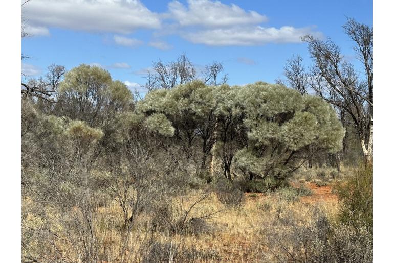 Acacia loderi -15652