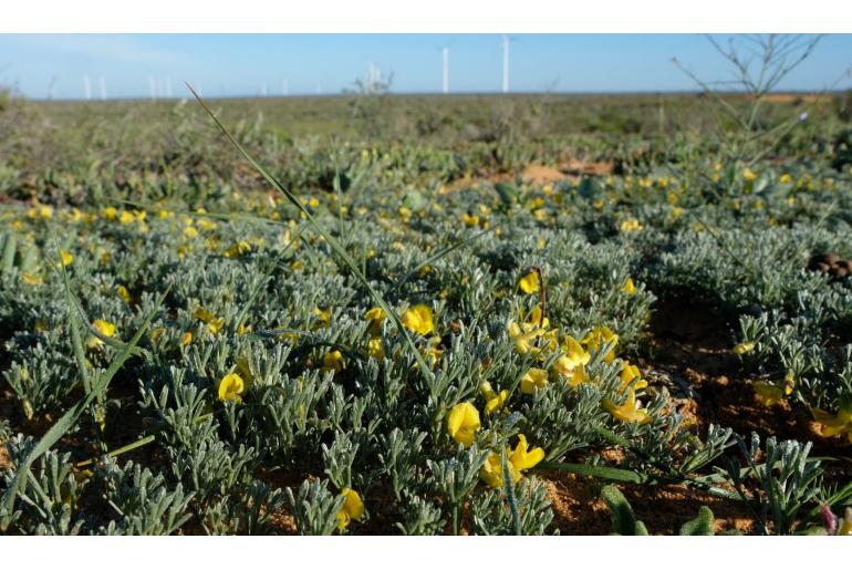 Calobota lotononoides&nbsp;15655