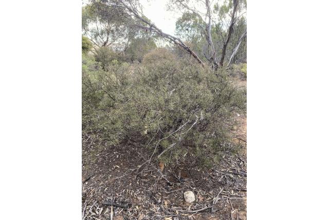 Dolkblad acacia