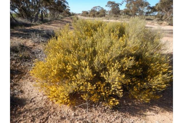 Onbuigzaam acacia