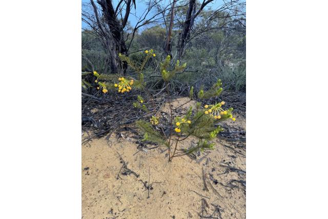 Rossi's acacia