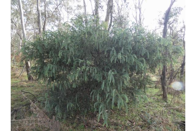 Gekleed acacia