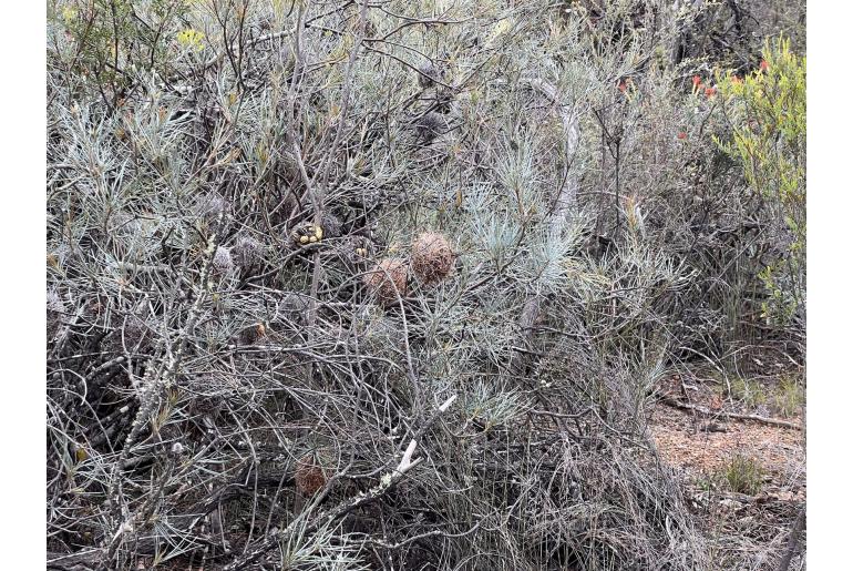 Banksia sphaerocarpa var caesia -15668