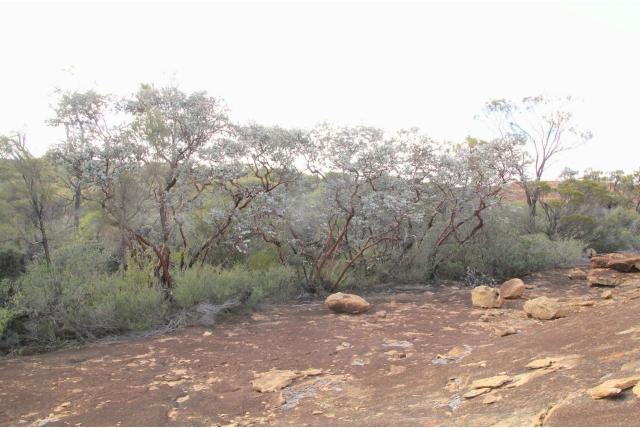 Zilveren Southern Cross Eucalyptus