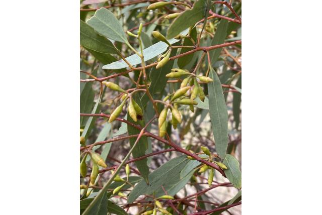Eucalyptus met cilindrische vruchten Eucalyptus met cilindrische vruchten