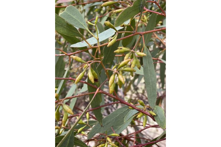 Eucalyptus cylindrocarpa 15677