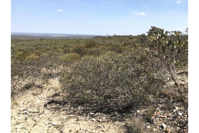 Klein dichte kroon Eucalyptus Klein dichte kroon Eucalyptus