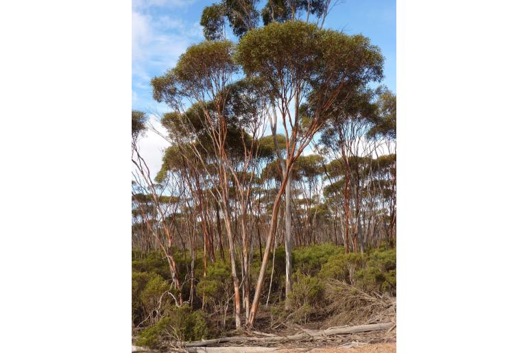 Eucalyptus dielsii -15679