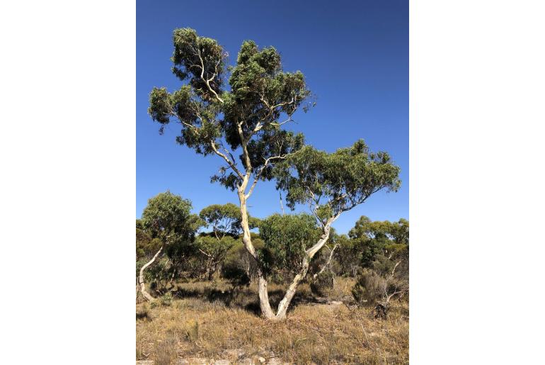 Eucalyptus fasciculosa -15680