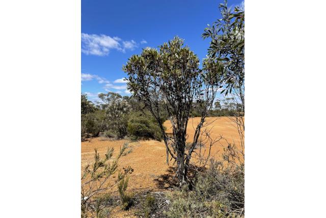 Forrest's Eucalyptus
